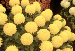 RHS Tatton Chrysanthemum