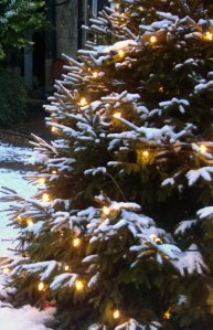 White snow covered Christmas Tree © Photo Original Minnie
